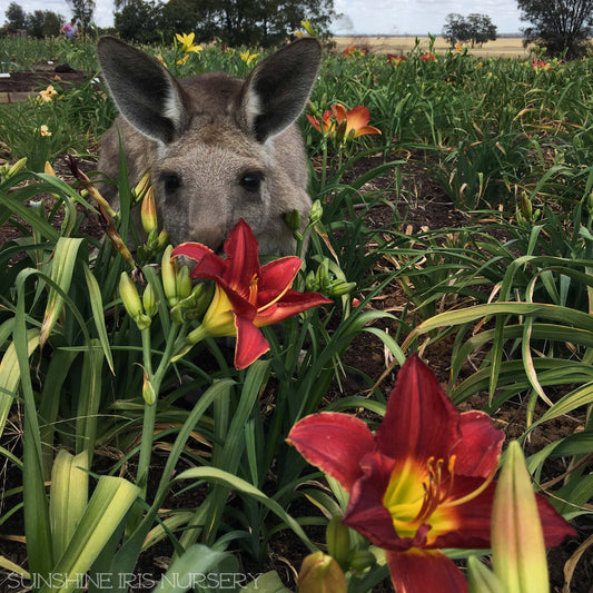 Sunshine Iris, Gardening and COVID-19