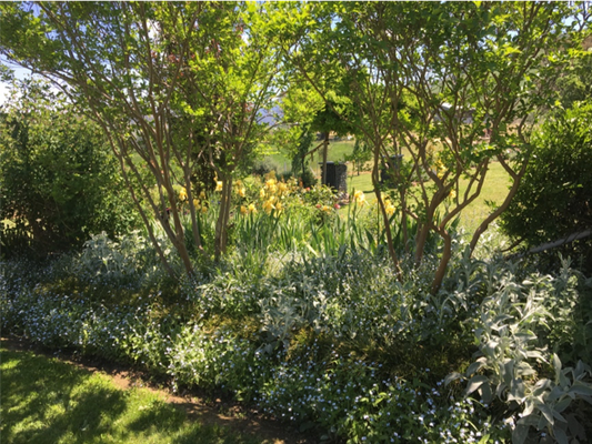 Planting iris for impact