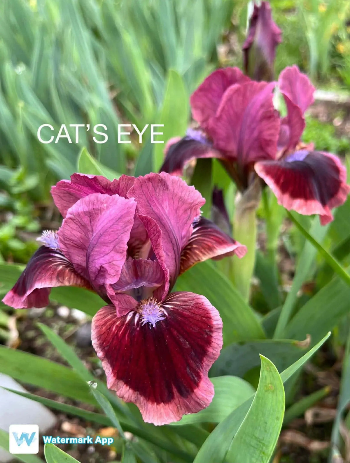 Cat's Eye - Dwarf Bearded Iris Sunshine Iris Nursery