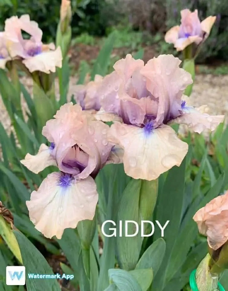 Giddy - Dwarf Bearded Iris Sunshine Iris Nursery