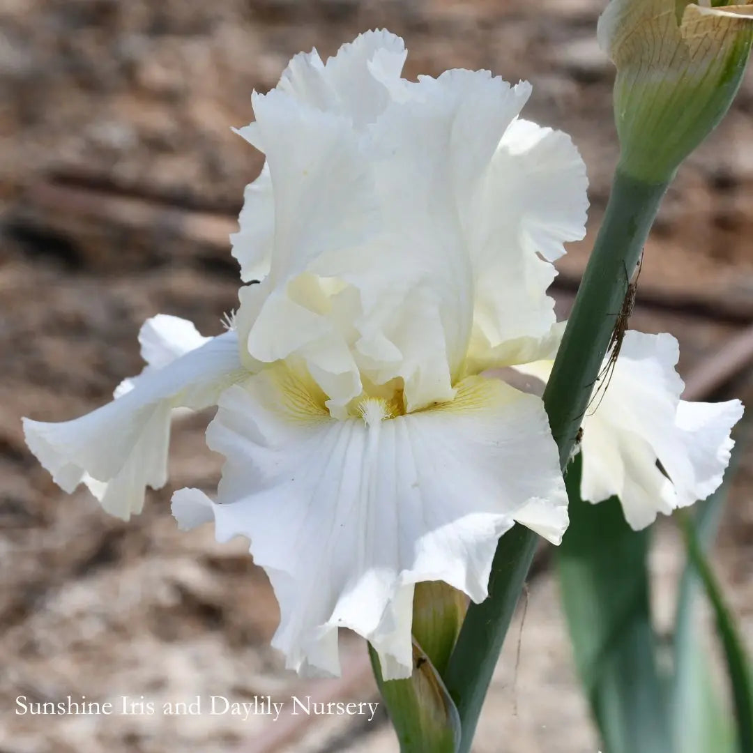 Dreaming in Cream Sunshine Iris Nursery