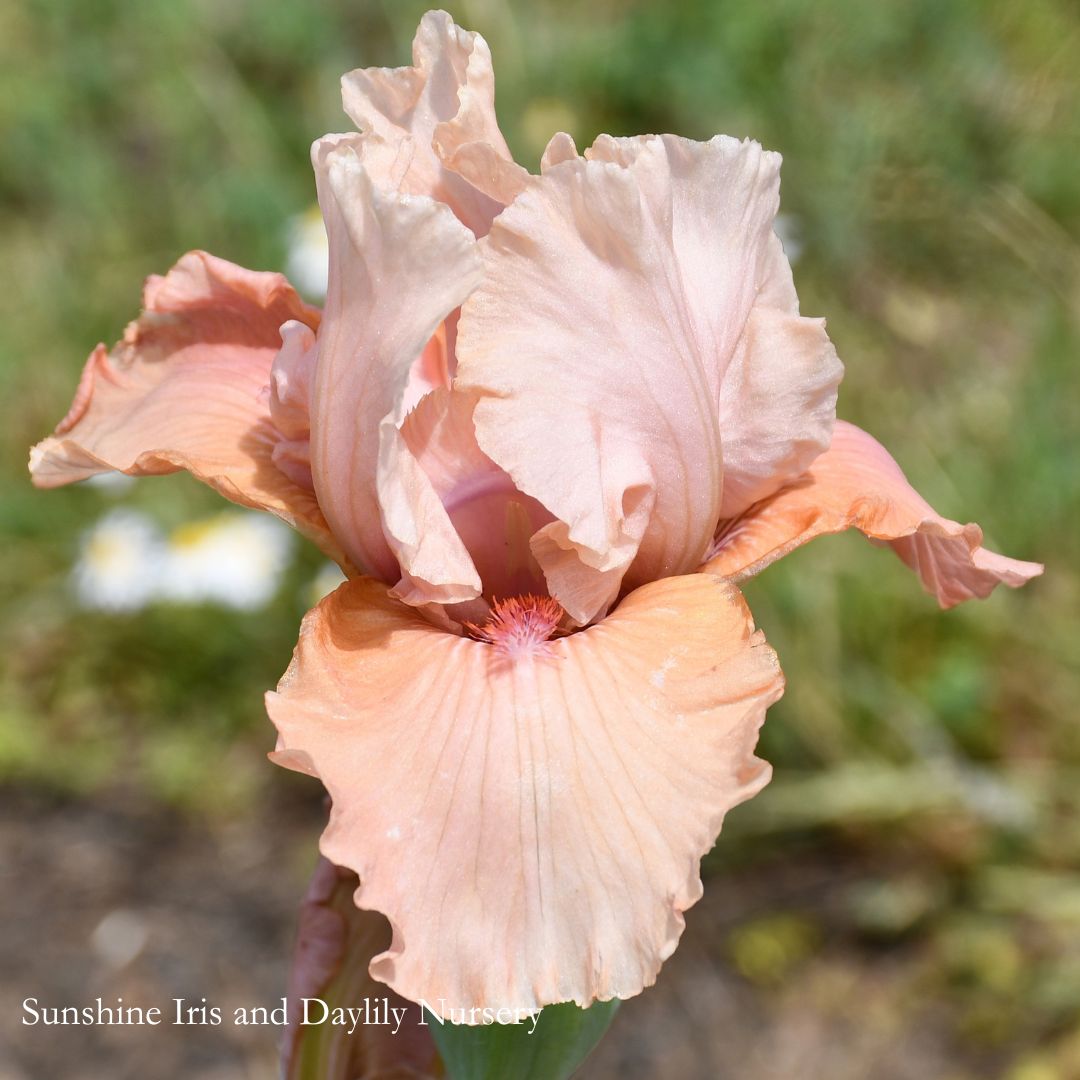 Date Me - Intermediate Bearded Iris Sunshine Iris Nursery