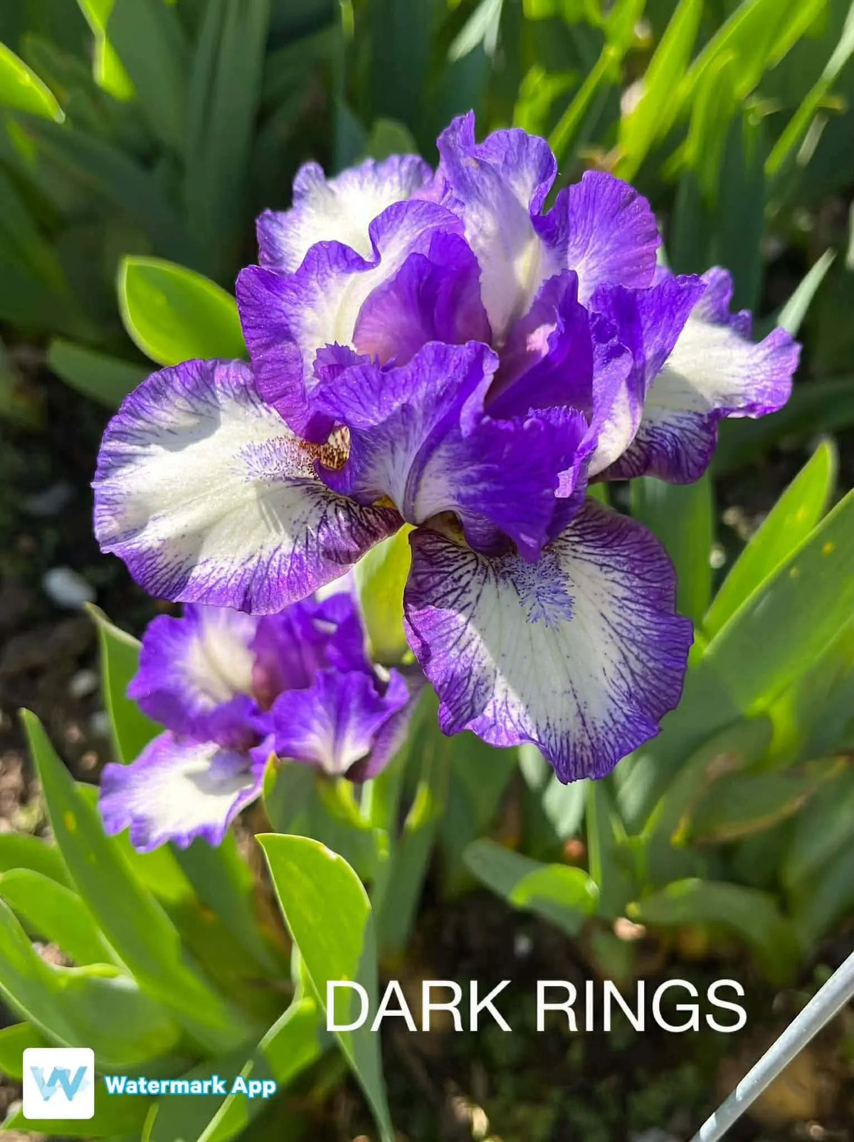Dark Rings - Dwarf Bearded Iris Sunshine Iris Nursery