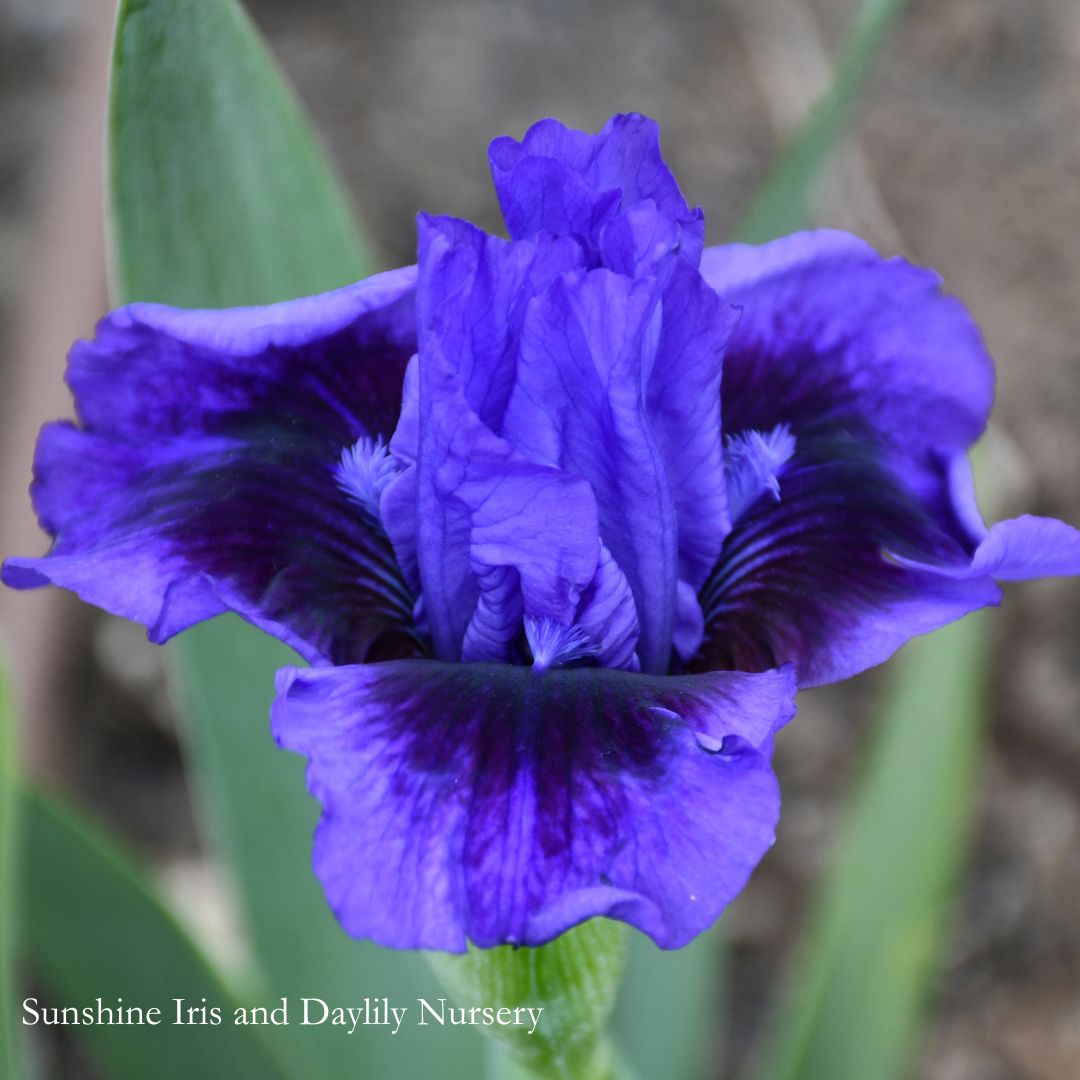 Delovely - Intermediate Bearded Iris Sunshine Iris Nursery