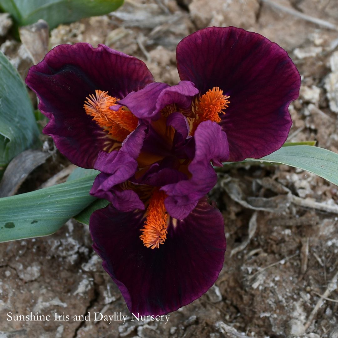 Outspoken - Dwarf Bearded Iris Sunshine Iris Nursery