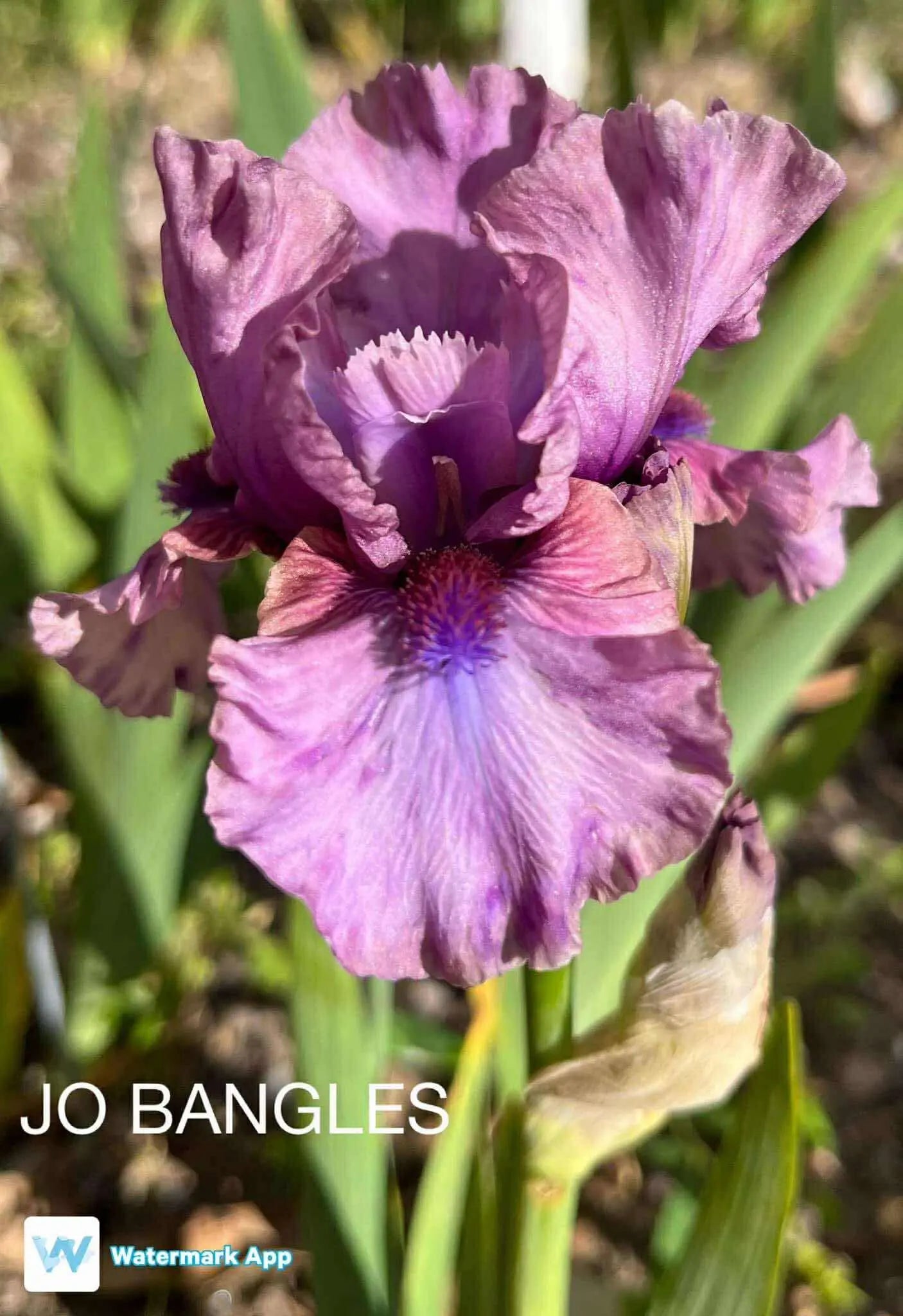 Jo Bangles - Intermediate Bearded Iris Sunshine Iris Nursery