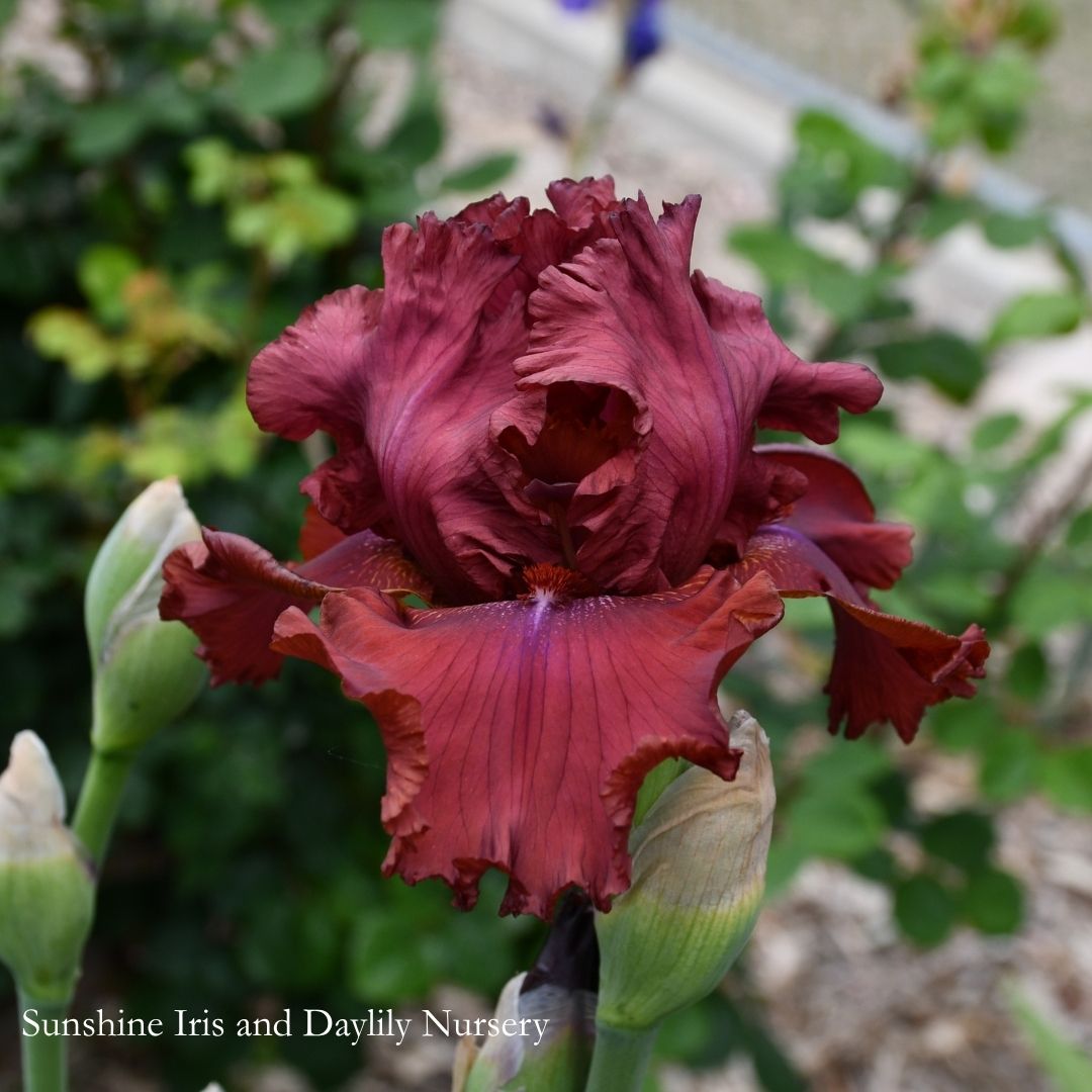 Rosy Rogue - Tall Bearded Iris