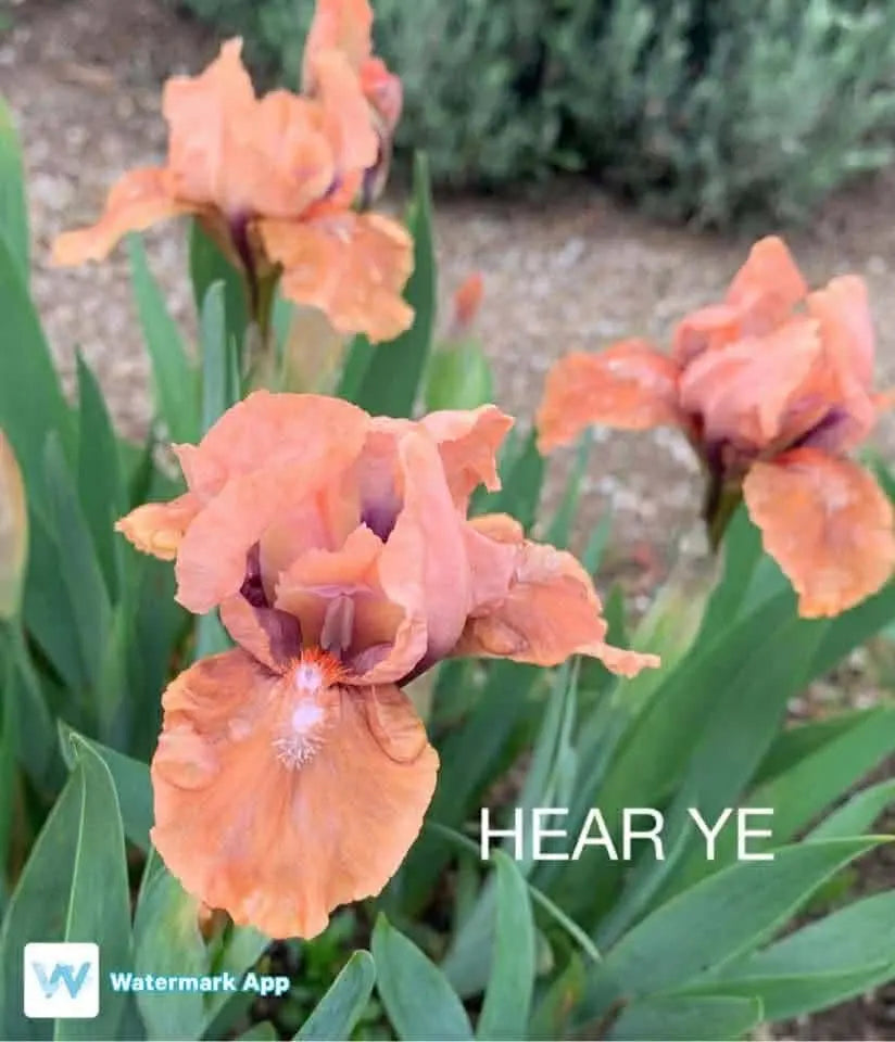 Hear Ye - Dwarf Bearded Iris Sunshine Iris Nursery