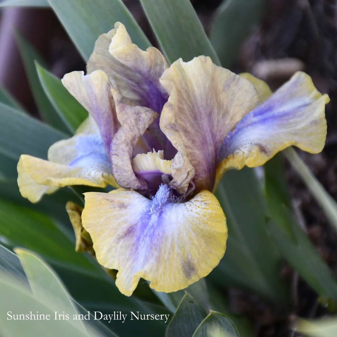 Glint - Dwarf Bearded Iris
