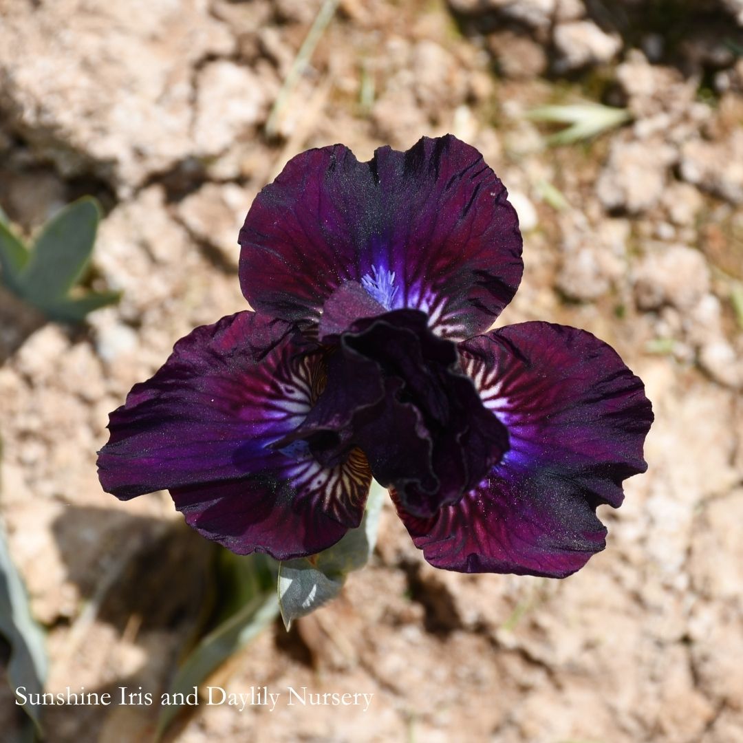 Dapper - Dwarf Bearded Iris