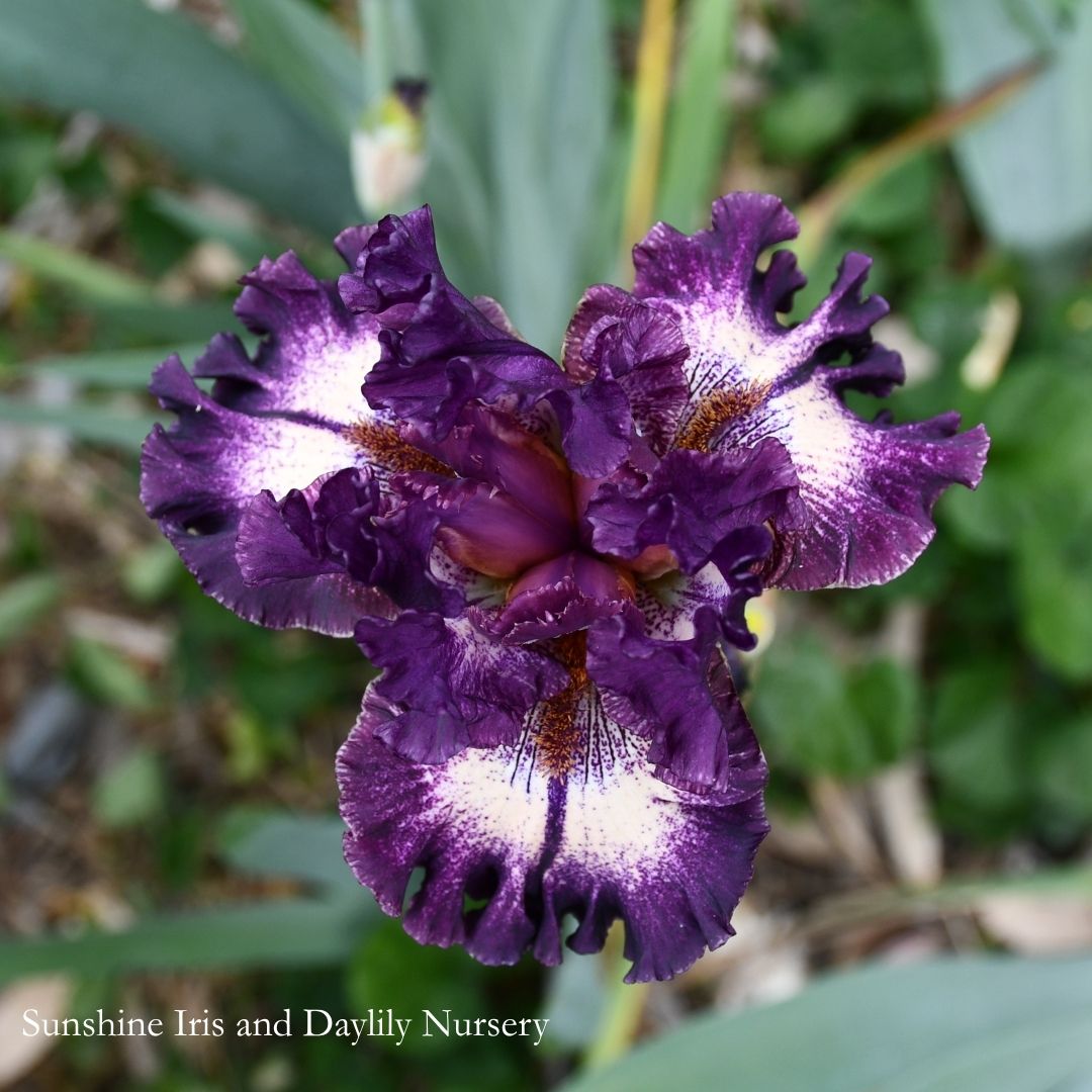 Pretty Edgy - Tall Bearded Iris