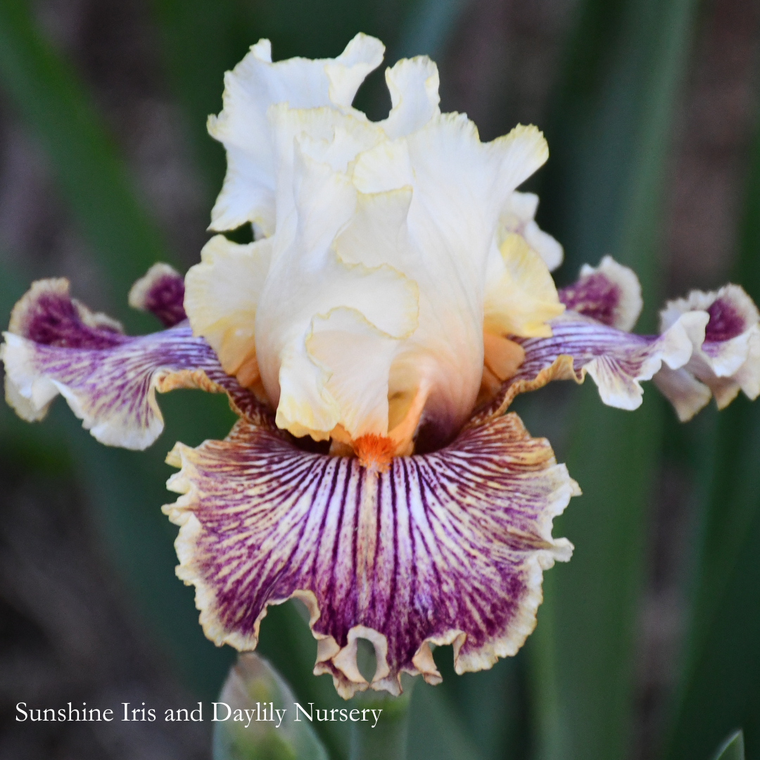 Insaniac - Tall Bearded Iris
