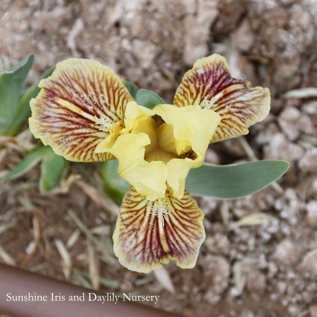 Sass With Class - Dwarf Bearded Iris