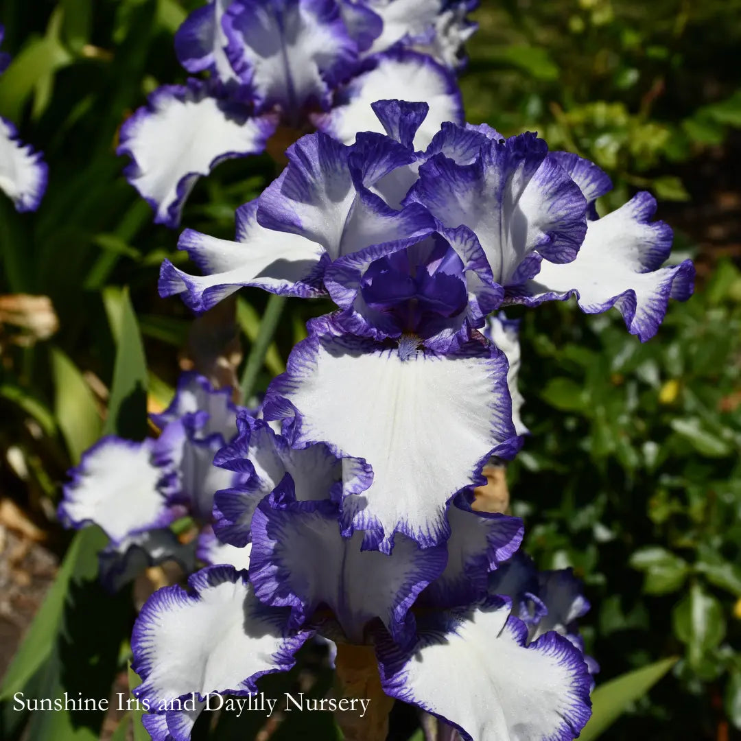 RARE TREAT - Tall Bearded Iris Sunshine Iris Nursery