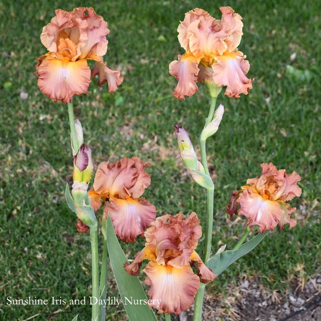 High Roller- Tall Bearded Iris