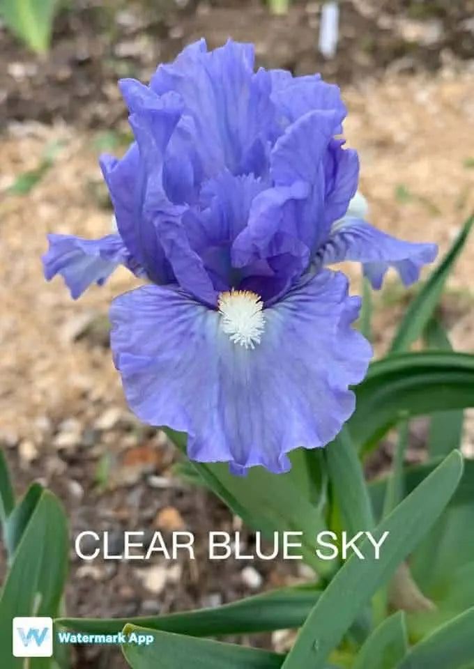 Clear Blue Sky - Dwarf Bearded Iris Sunshine Iris Nursery