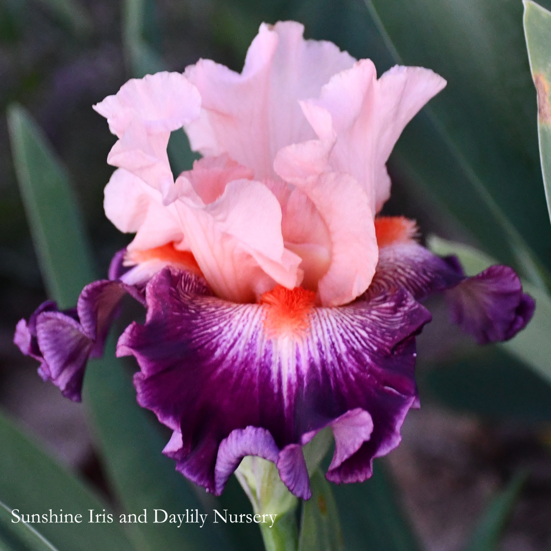 Jazz Era - Tall Bearded Iris