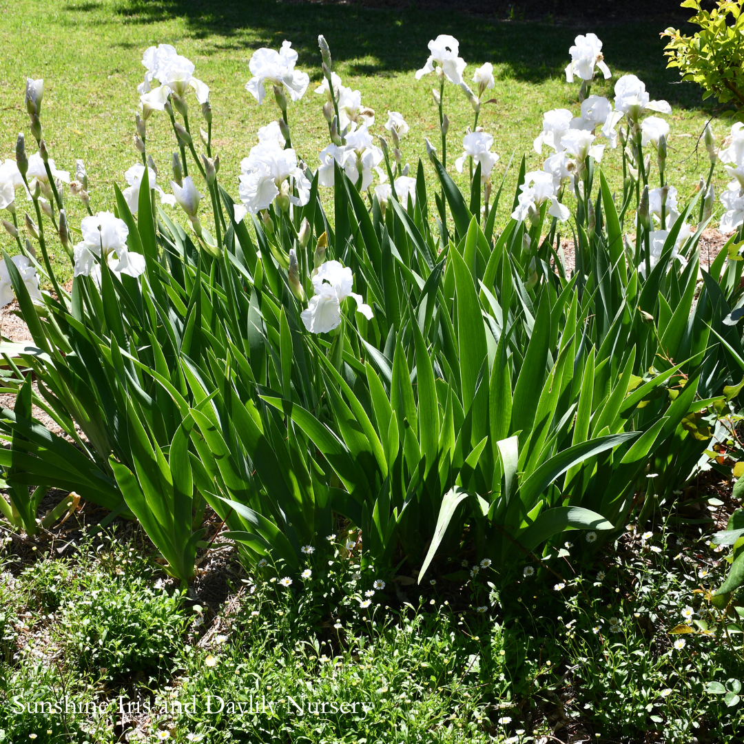 NO ID WHITE - Tall Bearded Iris