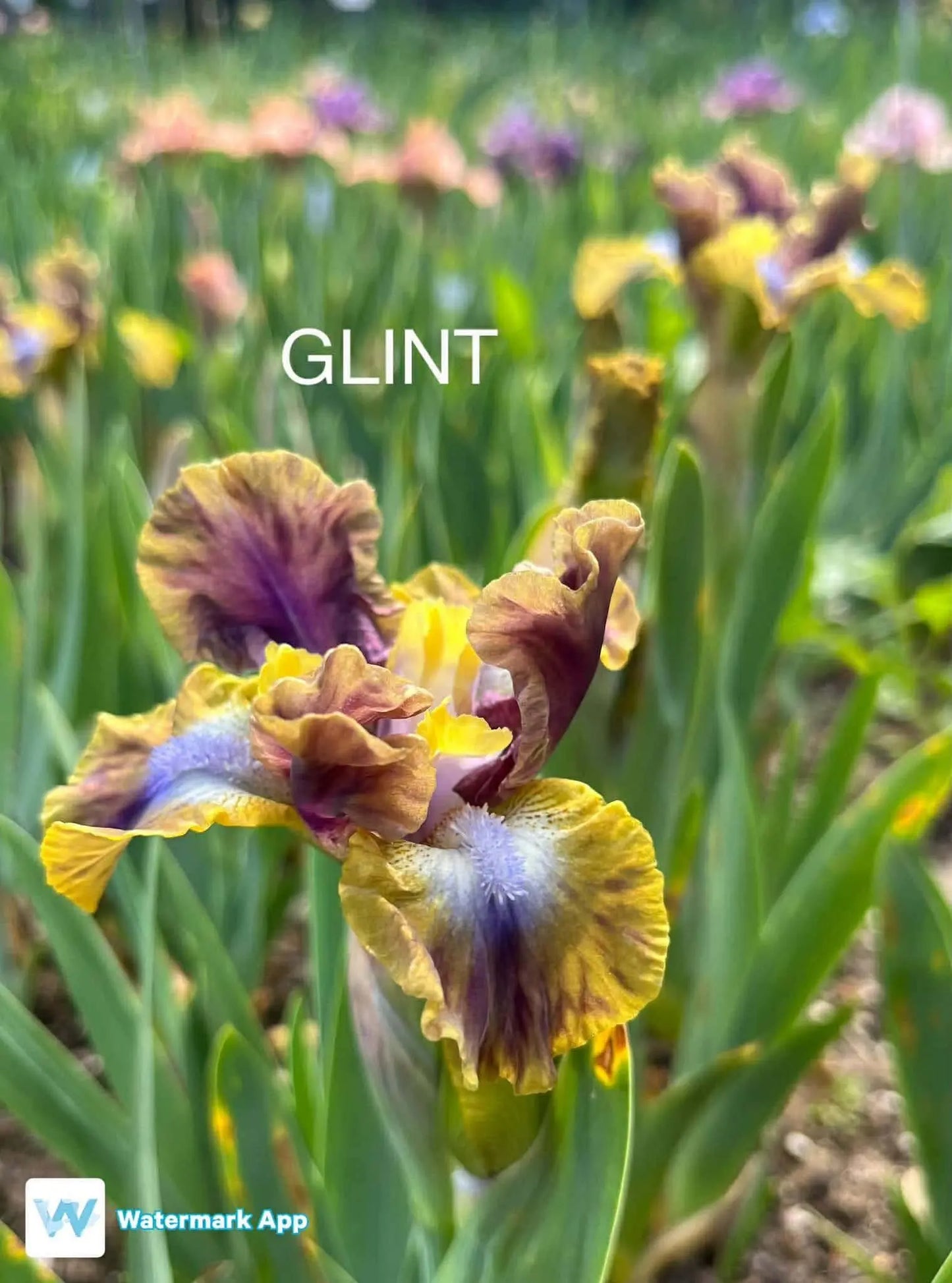 Glint - Dwarf Bearded Iris Sunshine Iris Nursery