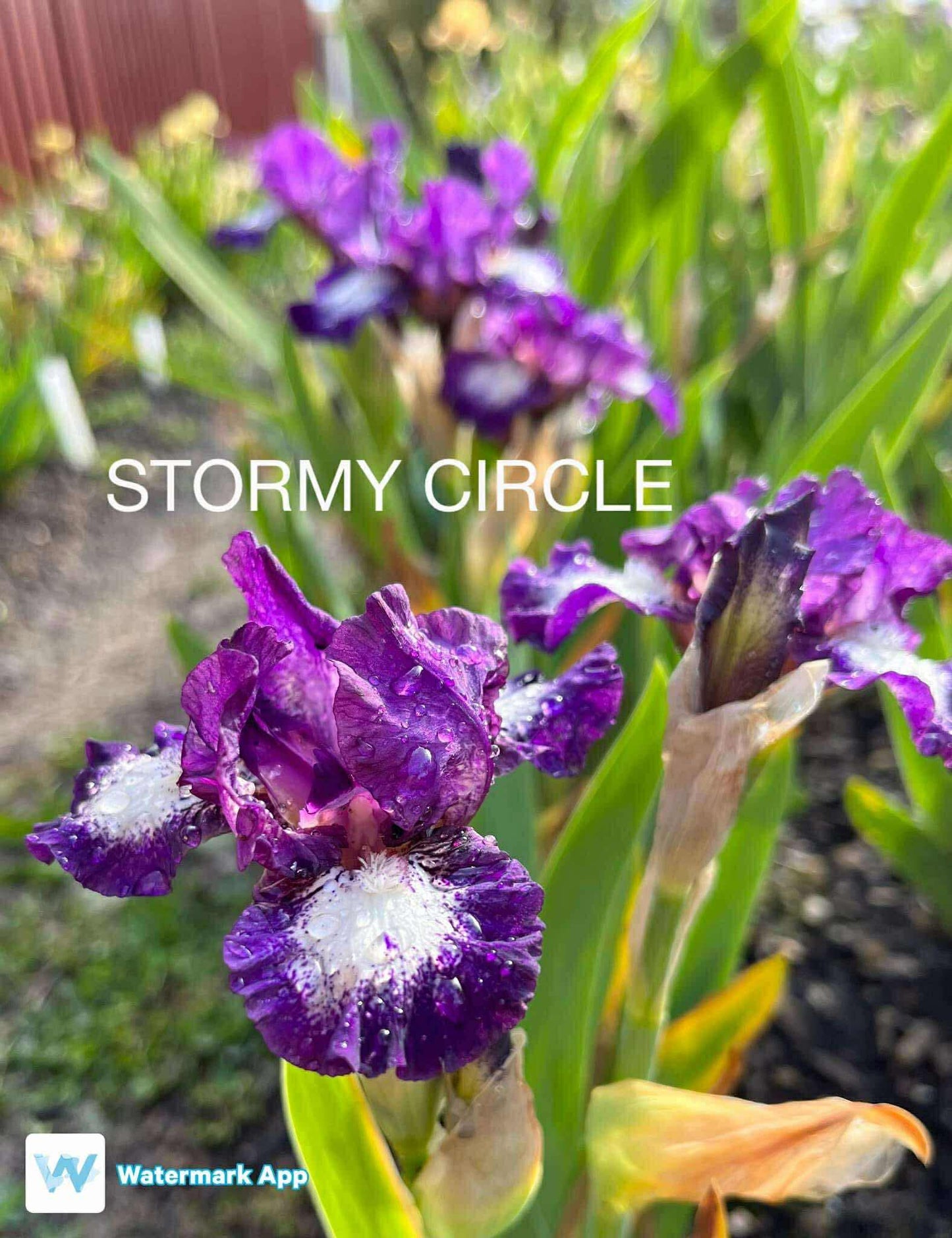 Stormy Circle - Dwarf Bearded Iris
