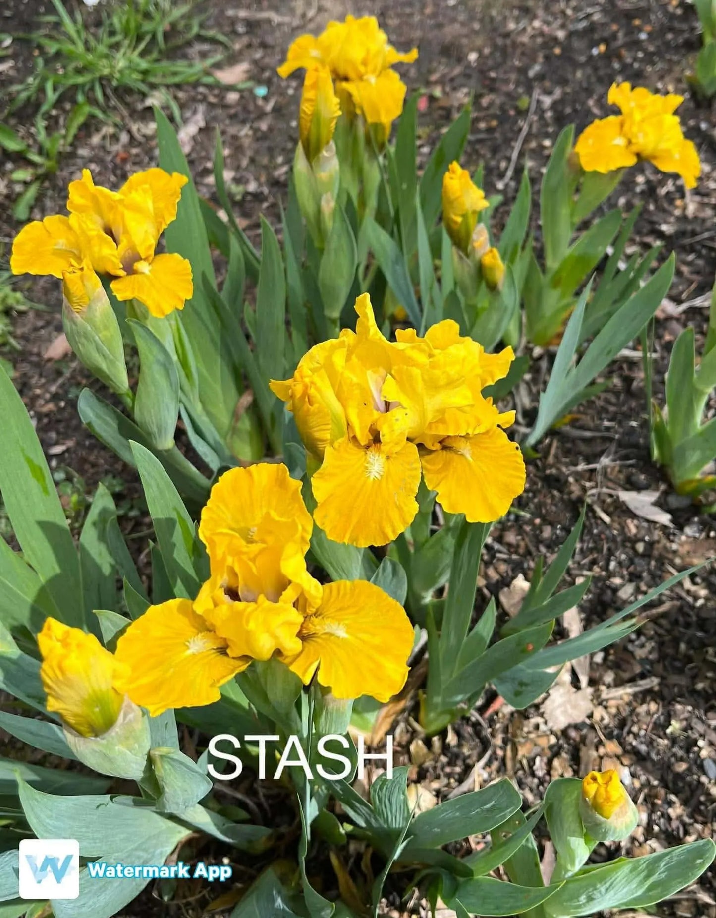 Stash - Dwarf Bearded Iris Sunshine Iris Nursery