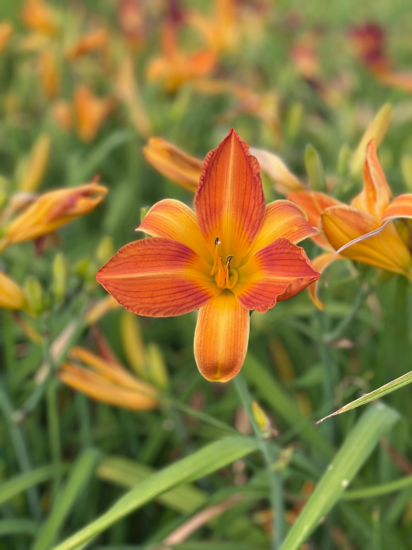 Daylily Special - 6 Named daylilies