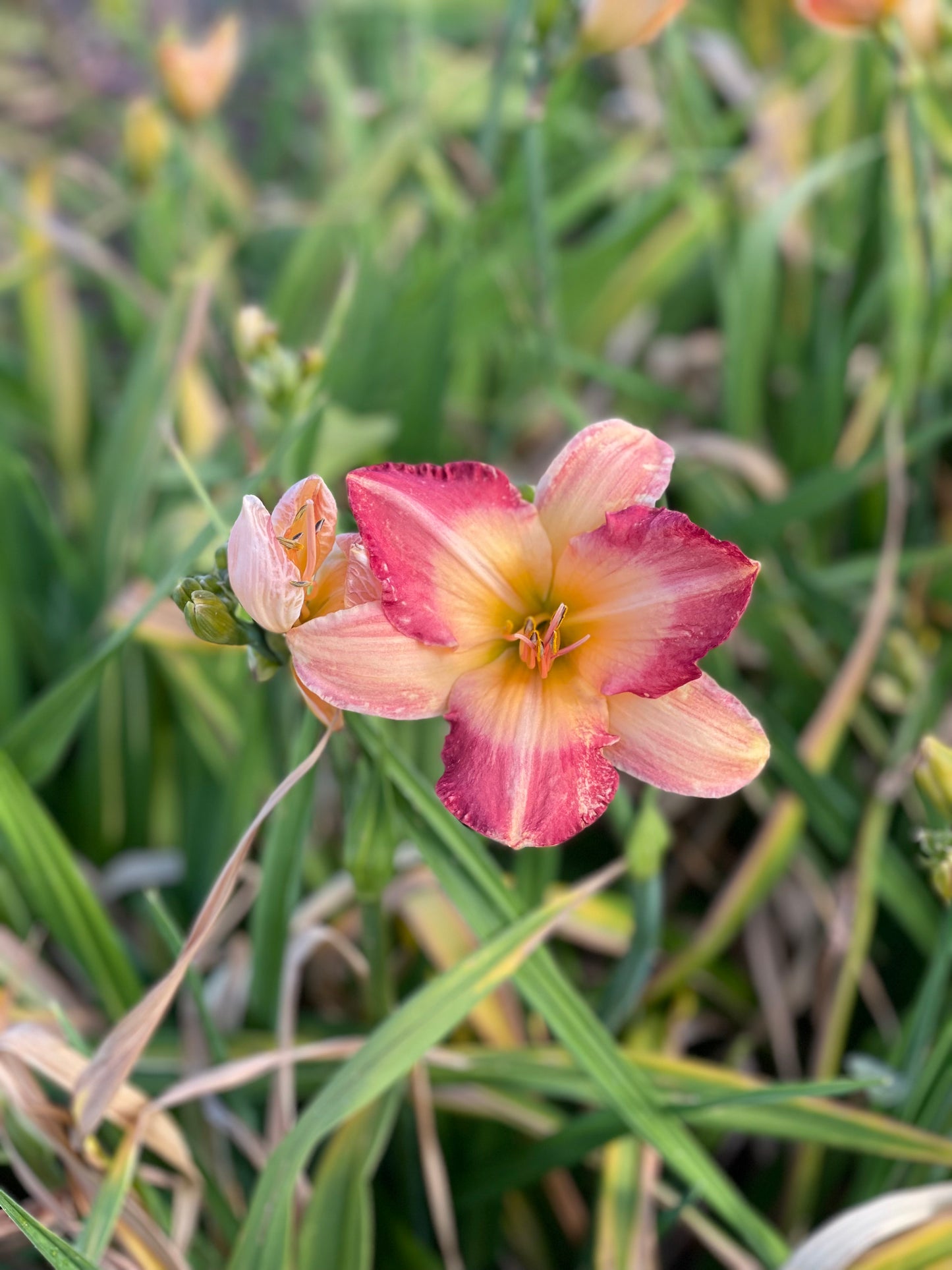 Daylily Extra Special - 5 Unlabelled day lilies