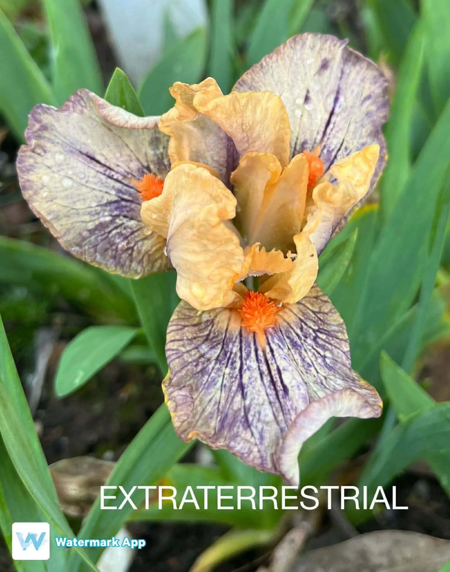 Extraterrestrial - Dwarf Bearded Iris Sunshine Iris Nursery