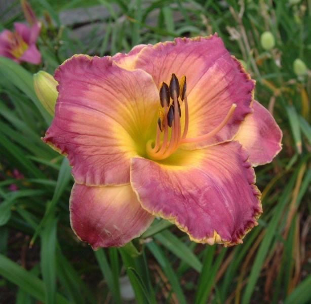 Daylily Extra Special - 5 Unlabelled day lilies