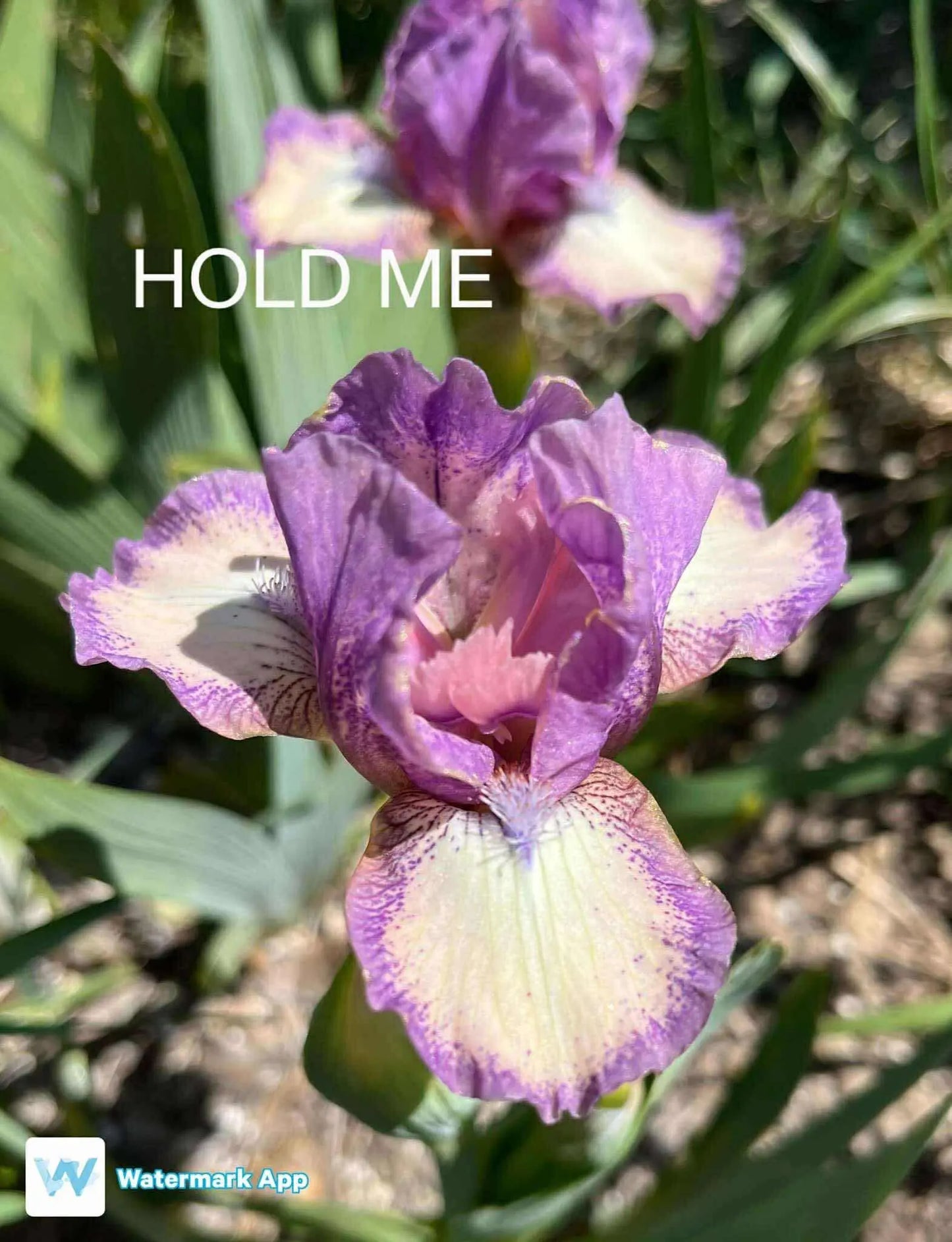 Hold Me - Dwarf Bearded Iris Sunshine Iris Nursery