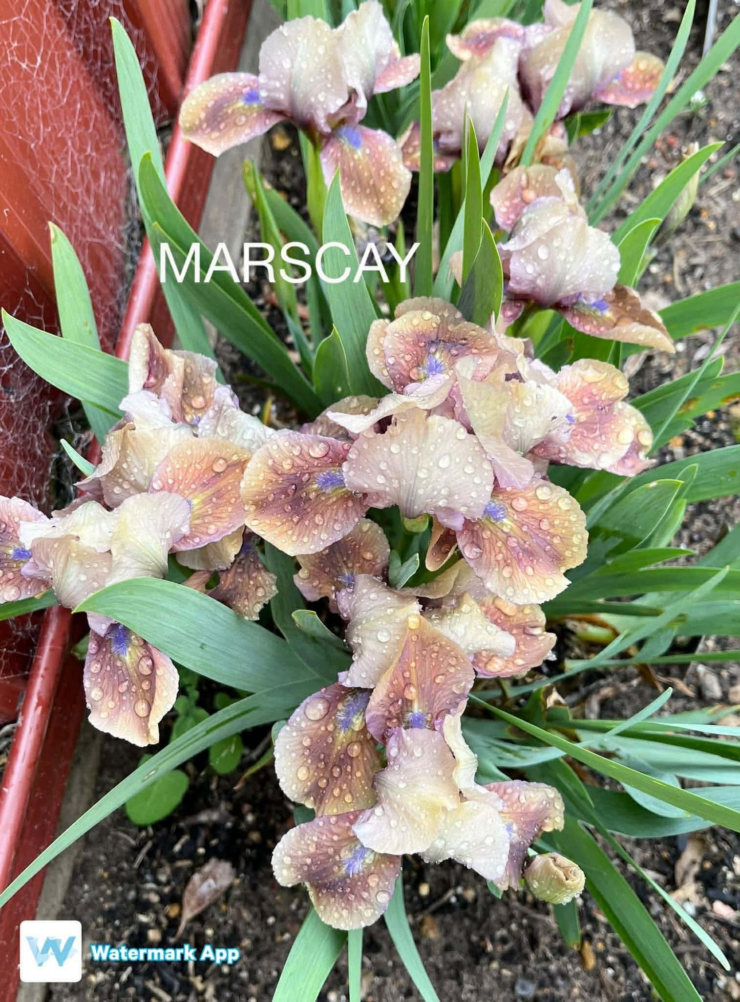 MARSCAY - Dwarf Bearded Iris