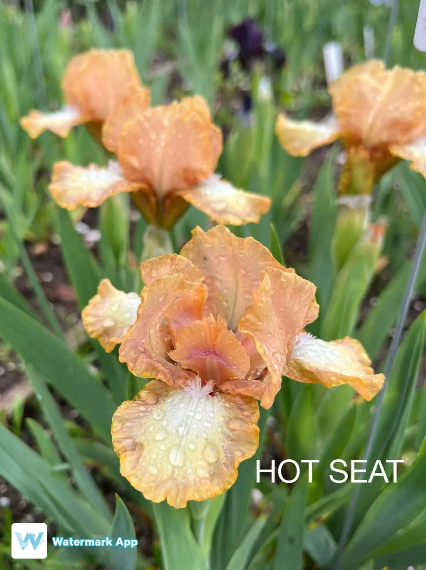 Hot Seat - Dwarf Bearded Iris Sunshine Iris Nursery