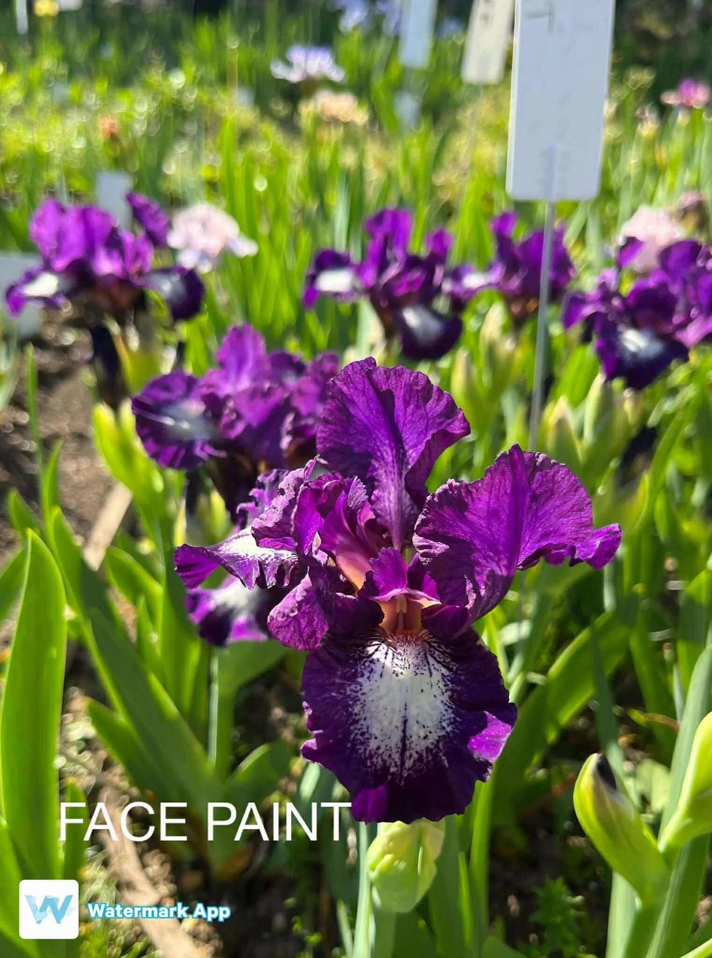 Face Paint - Dwarf Bearded Iris
Regular Sunshine Iris Nursery
