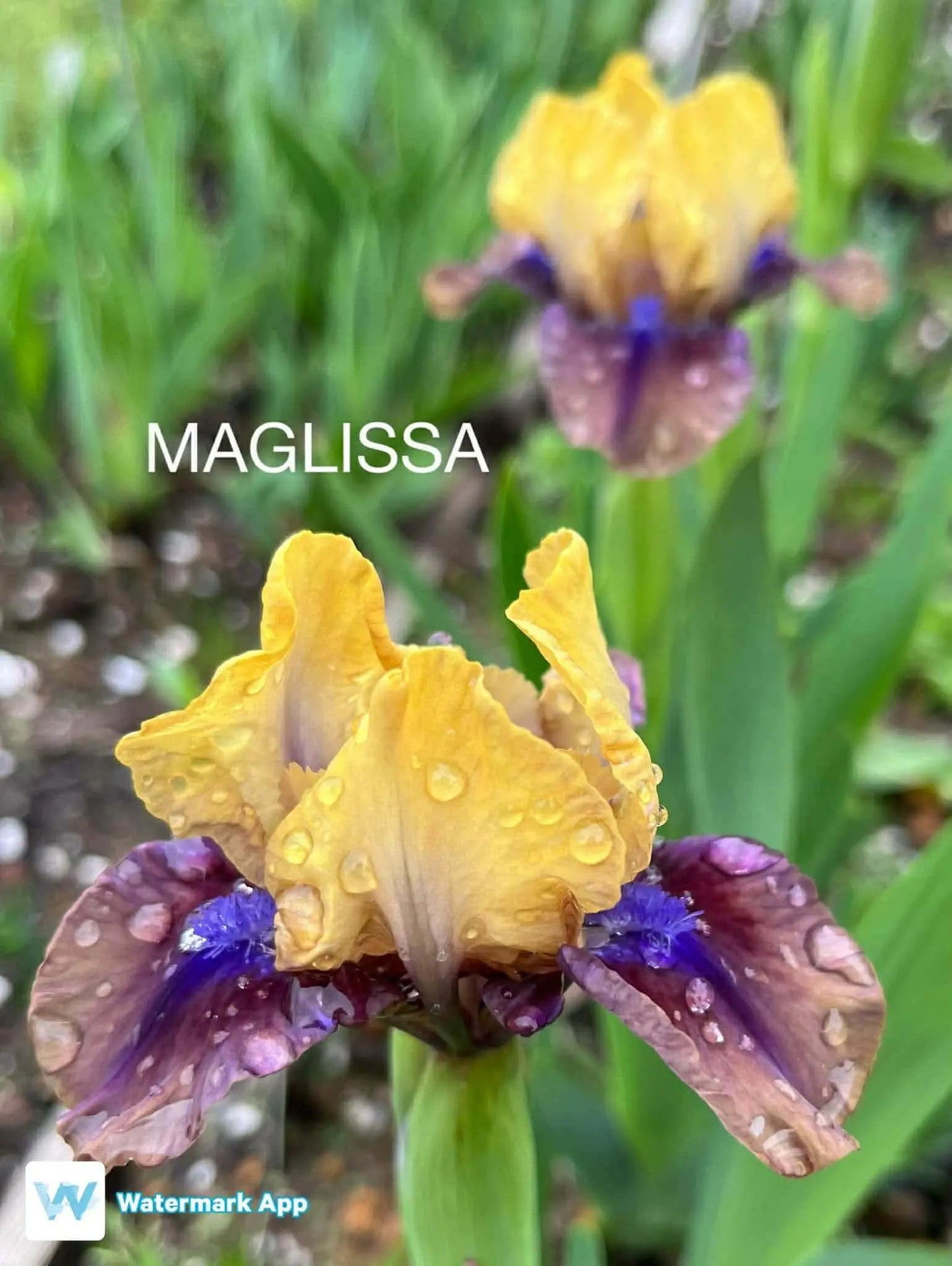 Maglissa - Dwarf Bearded Iris Sunshine Iris Nursery