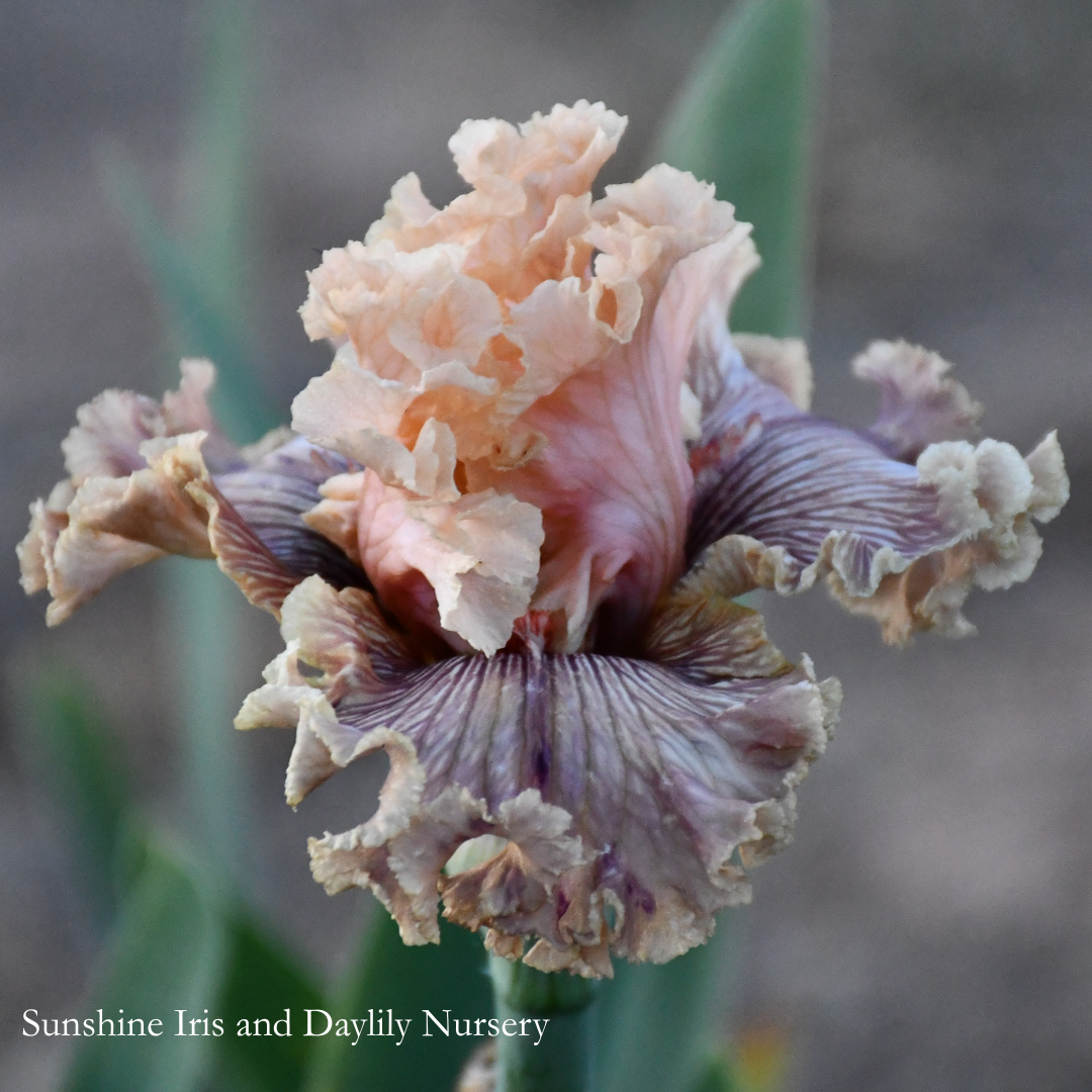 Ballroom Belle - Tall Bearded Iris