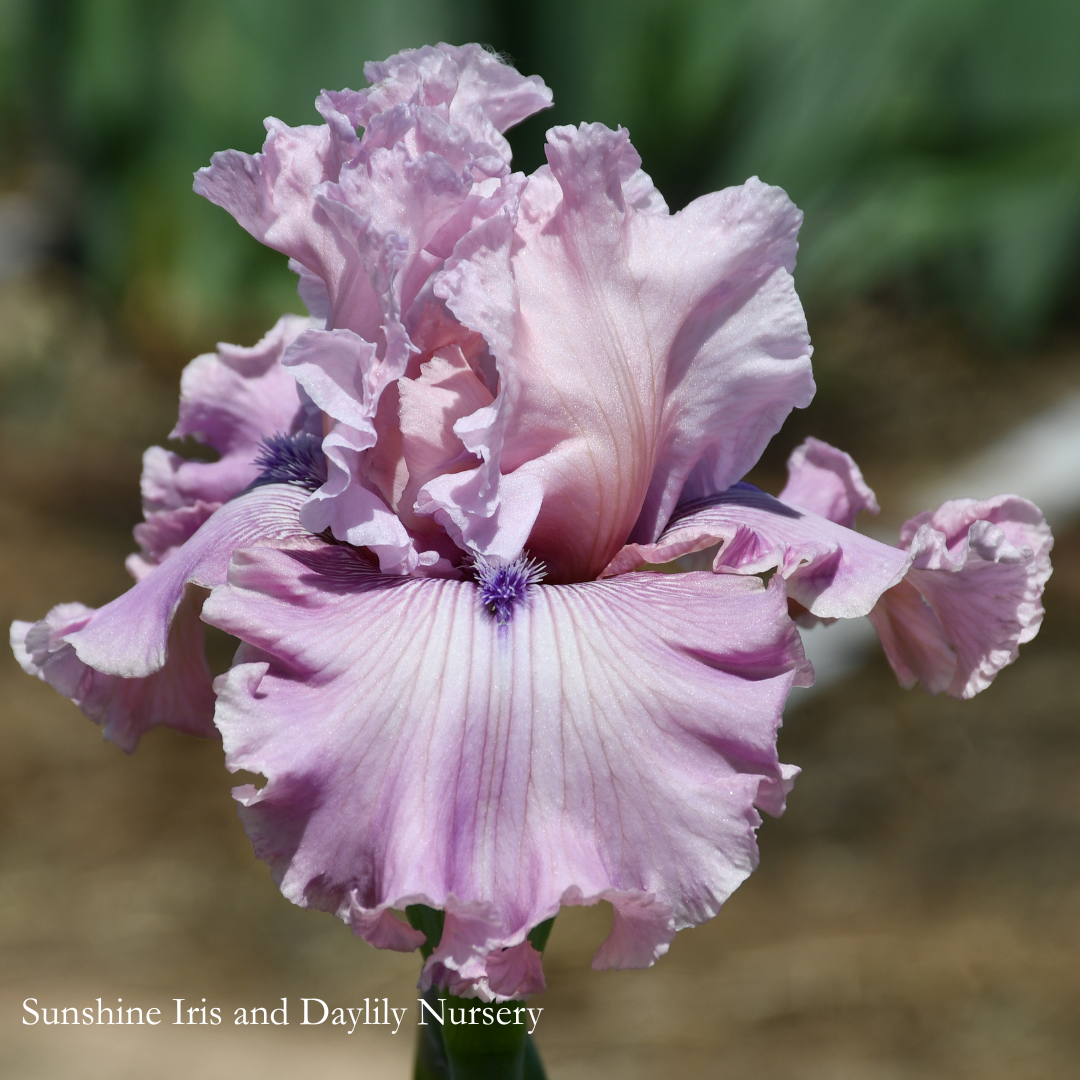 Bashful Look - Tall Bearded Iris