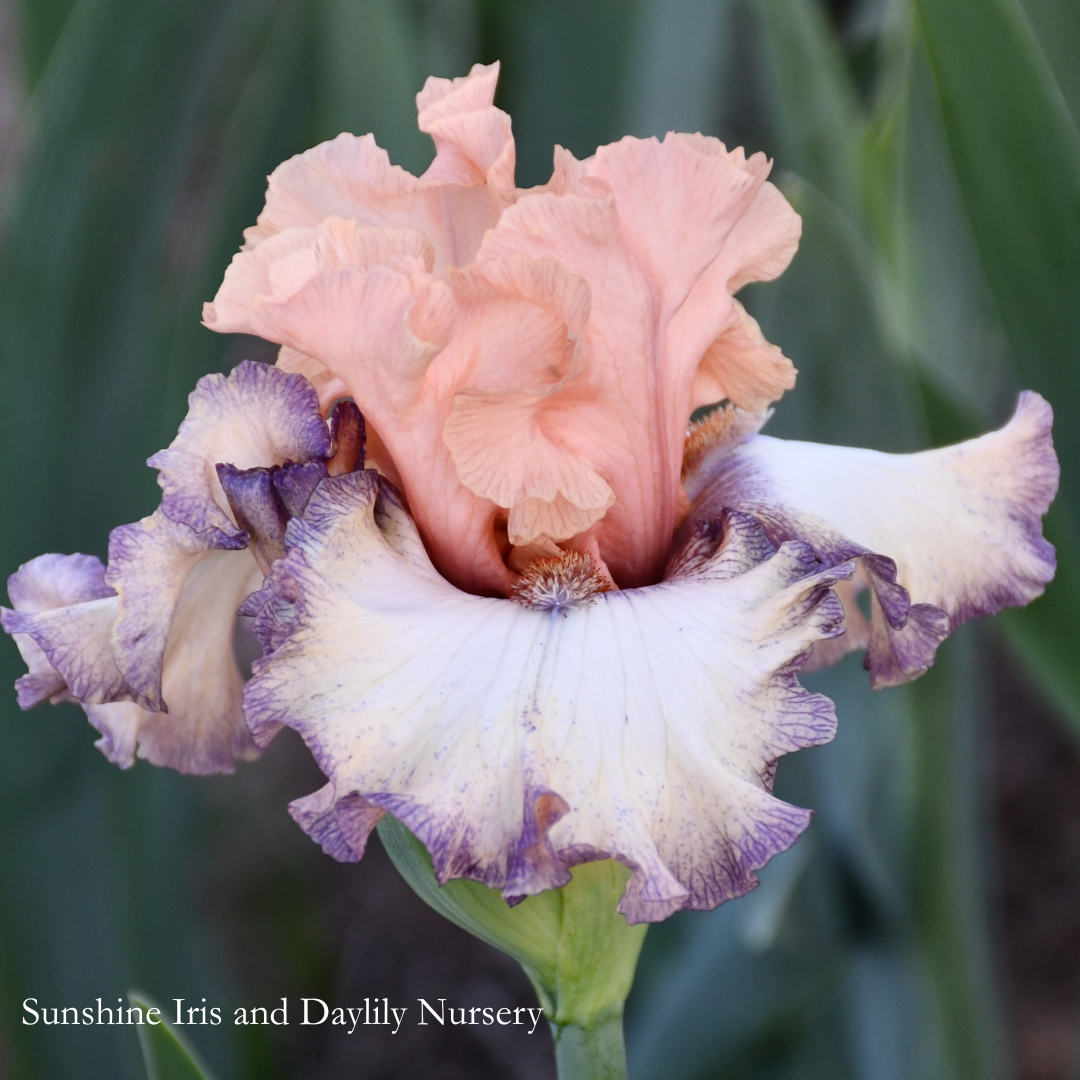 Beautician - Tall Bearded Iris