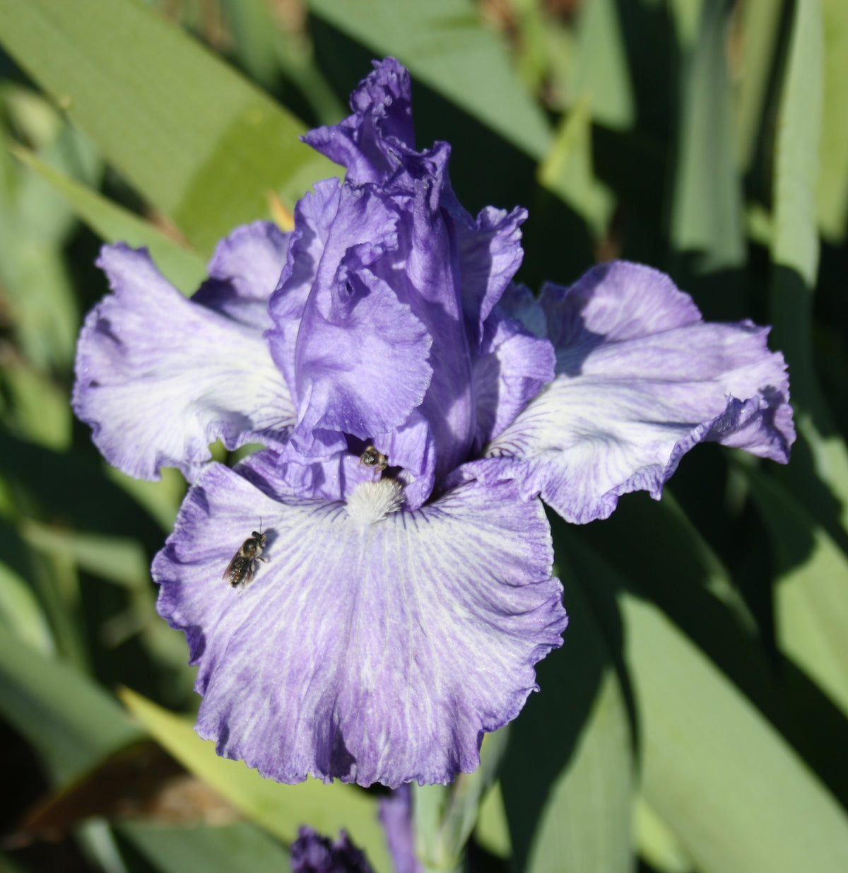 Better Loosen Up - Tall Bearded Iris
