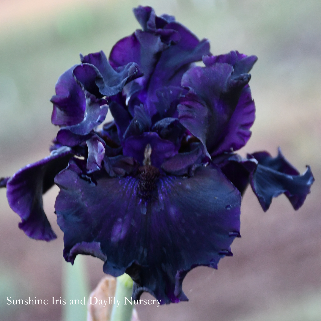 Black Mirror - Tall Bearded Iris