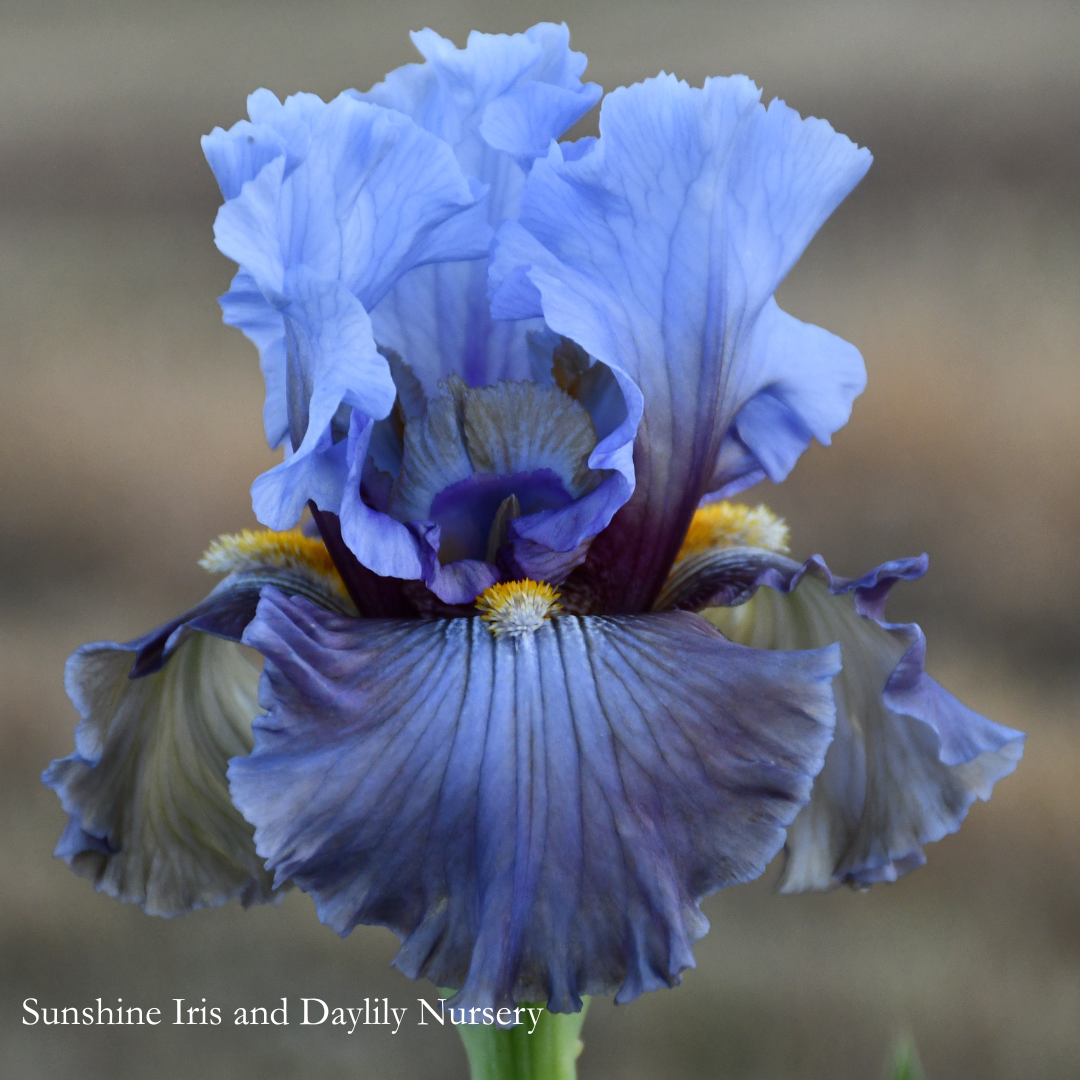 Blame the Possum - Tall Bearded Iris