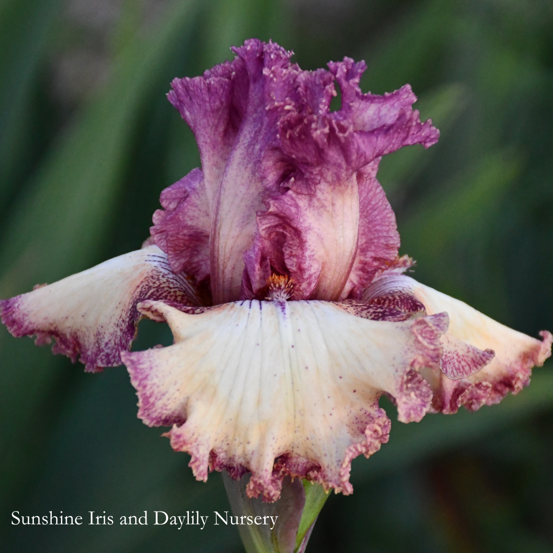 Brazen Beauty - Tall Bearded Iris