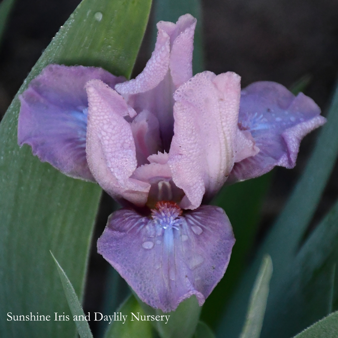 Brief Kiss - Dwarf Bearded Iris