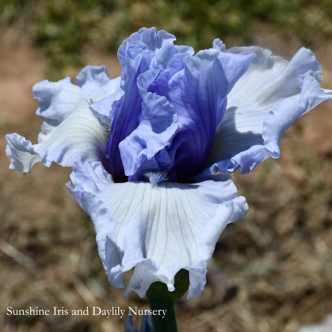 Brussels - Tall Bearded Iris