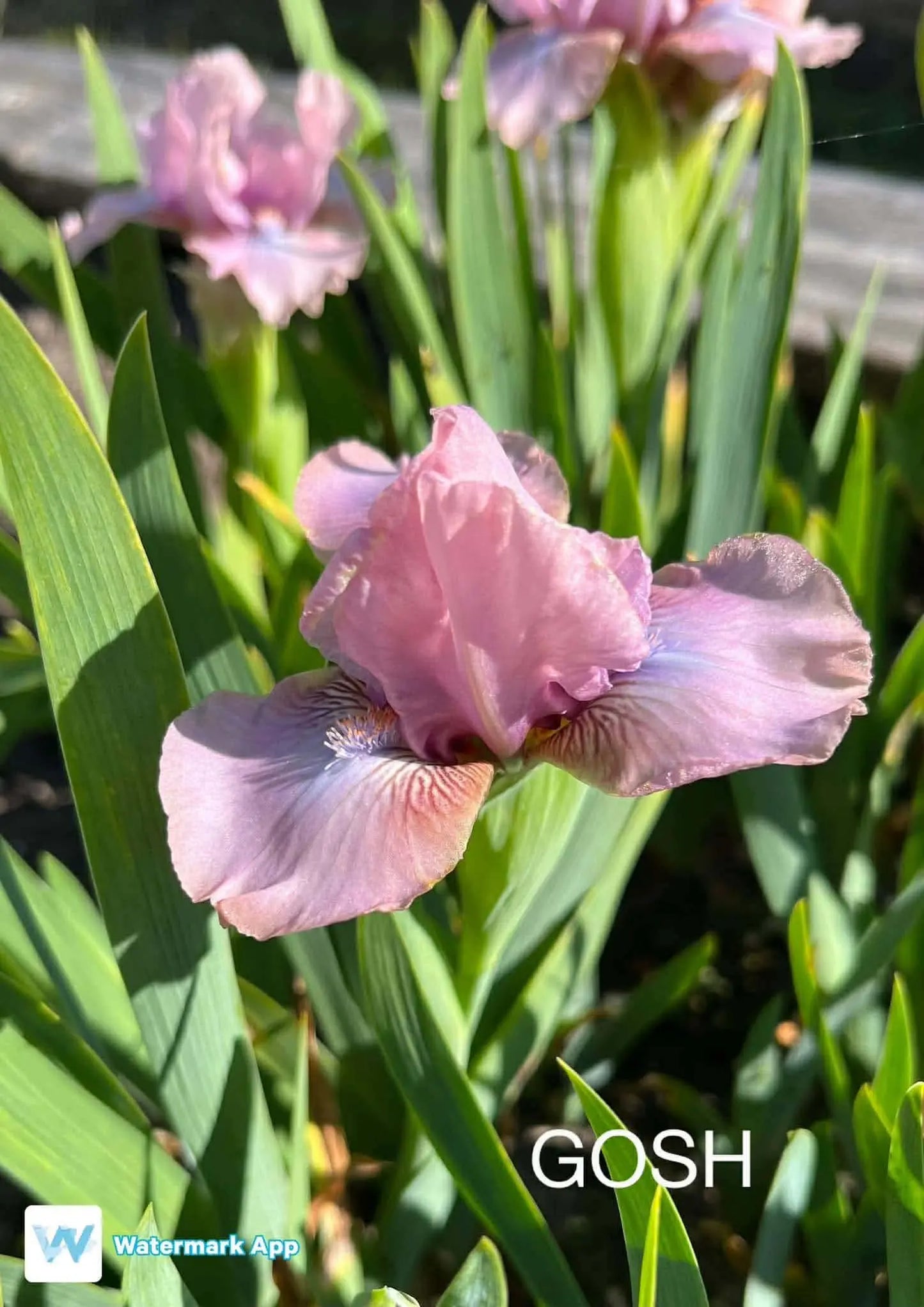 Gosh - Dwarf Bearded Iris Sunshine Iris Nursery