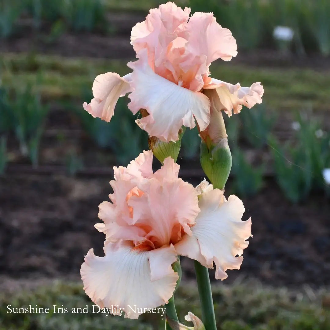 Centennial Hall - Tall Bearded Iris Sunshine Iris Nursery