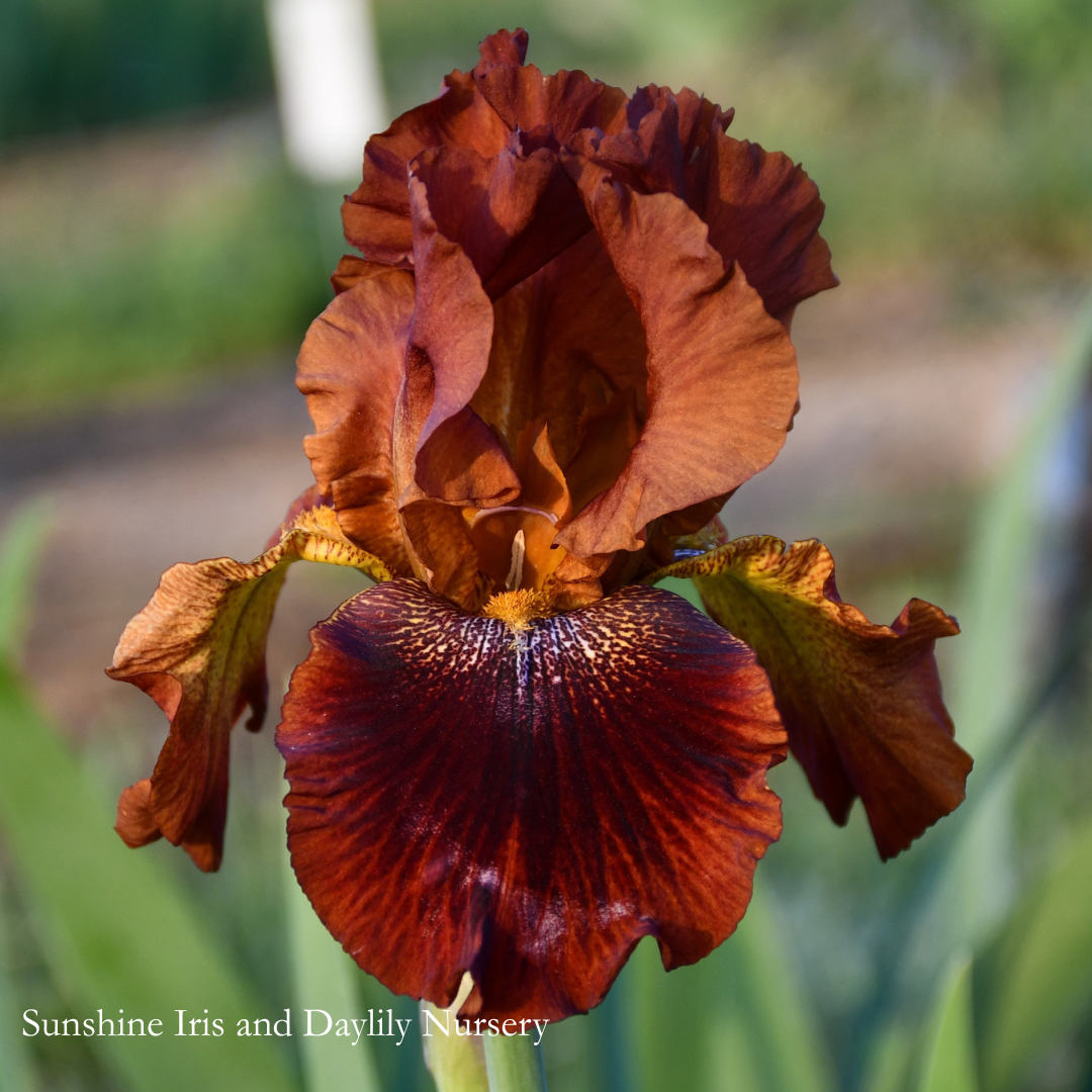 Chief Hematite - Tall Bearded Iris