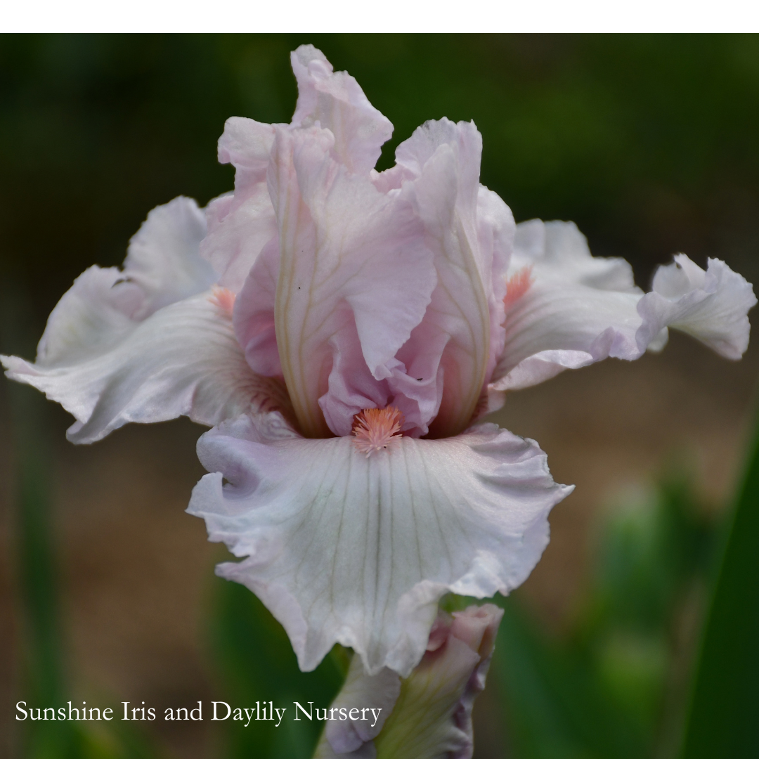 Choir Girl - Tall Bearded Iris