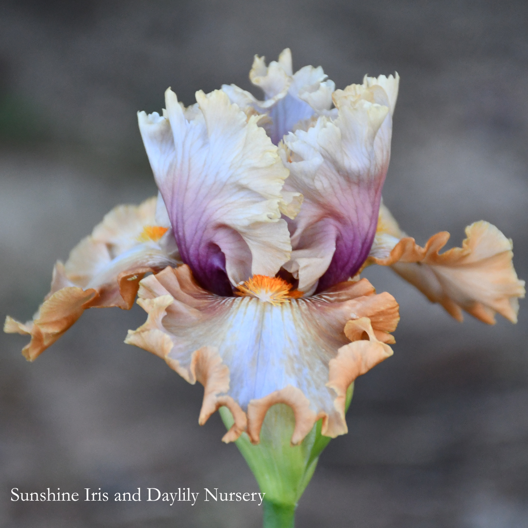 Cinderella's Secret - Tall Bearded Iris