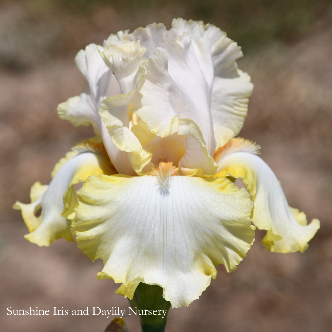 Classico - Tall Bearded Iris