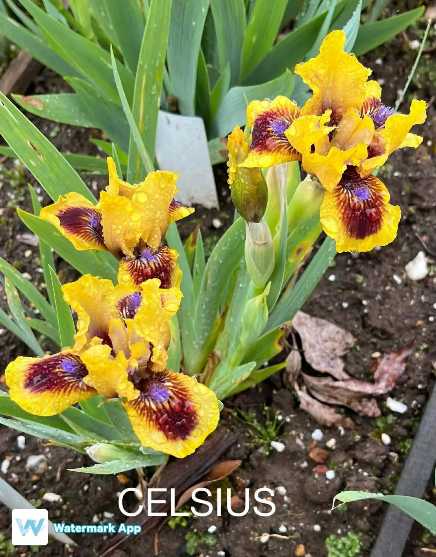 Celsius - Dwarf Bearded Iris Sunshine Iris Nursery